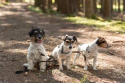 Nicht in jedem Bundesland ist eine Hundehaftpflicht ein muss. 