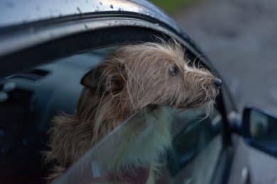 Kommt es zu einem Unfall, weil der Hund nicht gut genug gesichert war, droht ein Bußgeld.