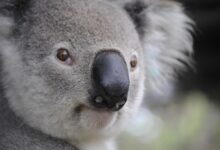 Neuseelandreisen und Australienreisen individuell buchen.