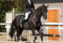 Wie ein Dressurviereck zum Mittelstandsthema wird.