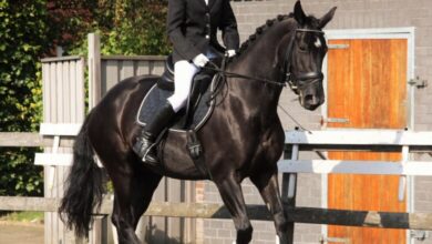 Wie ein Dressurviereck zum Mittelstandsthema wird.