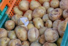 Kartoffeln (Archiv)