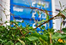 Tankstelle (Archiv)