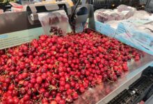 Kirschen im Supermarkt (Archiv)