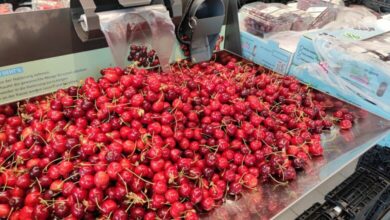Kirschen im Supermarkt (Archiv)