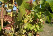 Weinstock (Archiv)