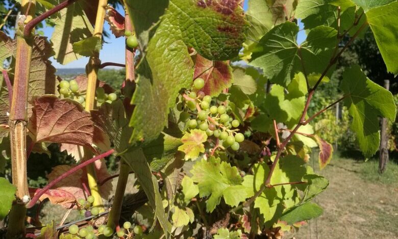 Weinstock (Archiv)